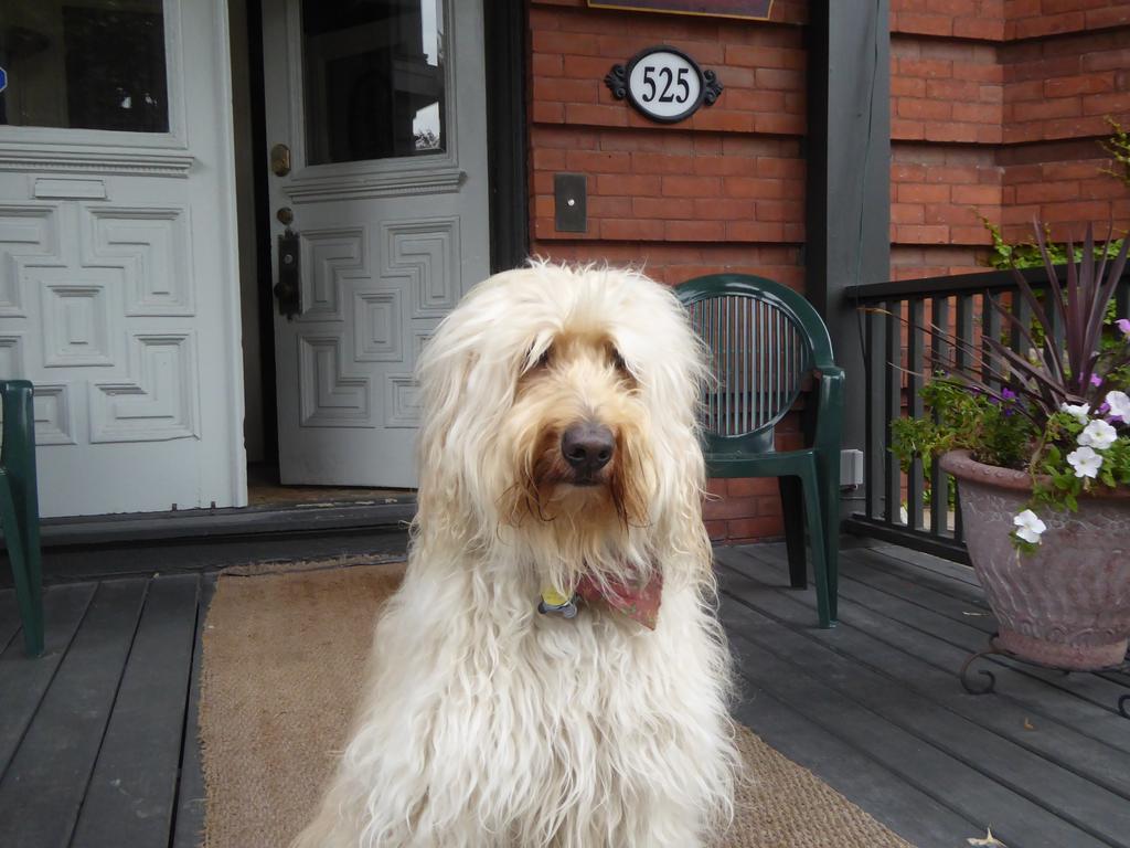 Auberge King Edward Bed And Breakfast Ottawa Bagian luar foto